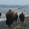 American Bison