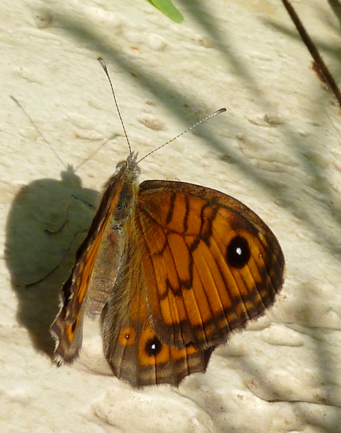 Wall Brown Butterfly / Zidni okaš