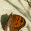 Wall Brown Butterfly / Zidni okaš