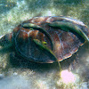 Remora fish on a Green Turtle