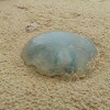 Blue blubber jellyfish