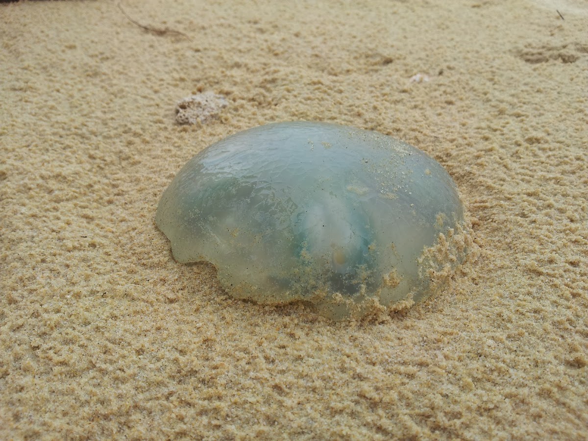 Blue blubber jellyfish