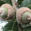 Sand Live Oak (typical twin acorns)