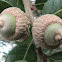 Sand Live Oak (typical twin acorns)
