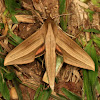 Sphinx Moth