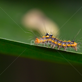 caterpillar by Soh Teck Swee - Animals Insects & Spiders