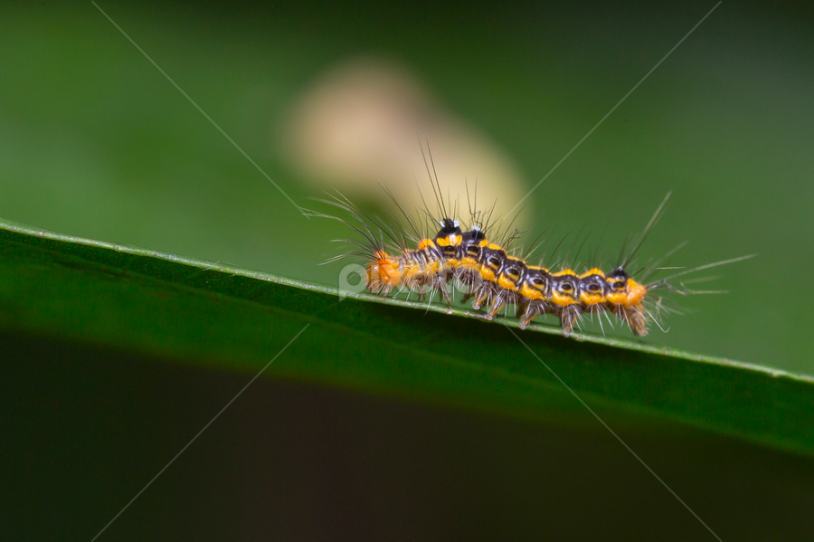 caterpillar by Soh Teck Swee - Animals Insects & Spiders