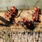 Cephalotes  Big Headed Ant