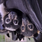 Spectacled Flying Fox
