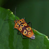 Mallotus Shield Bug