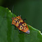 Mallotus Shield Bug