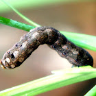 Tropical Armyworm
