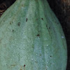 Coccau plant, Chocolate Nut Tree