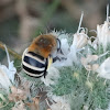 White-banded Digger Bee