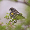 Yellow-Rumped Warbler (Myrtle)