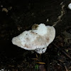 Blushing Bracket Fungus 