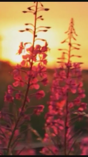 ► Sunset Flower Live WallPaper