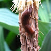 Common slug