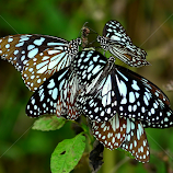 Blue tiger by Abinav Shankar -  