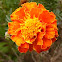 Marigold