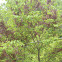 Redbud Tree (after flowering)