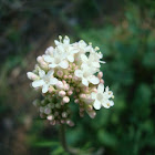 valerians