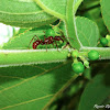 Ants tending Treehopper Nymphs