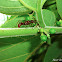 Ants tending Treehopper Nymphs
