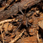 Amphinectid Spider (male)