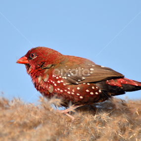 Red Munia_Male by Saurav Chakraborty - Animals Birds