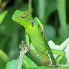 Green Garden lizard