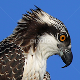 Juvenile Osprey profile by Anthony Goldman -  