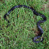 eastern rat snake