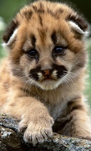 How to download Animal Childrens wallpaper 1.1 unlimited apk for android