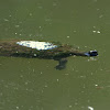 Brisbane Short-necked Turtle