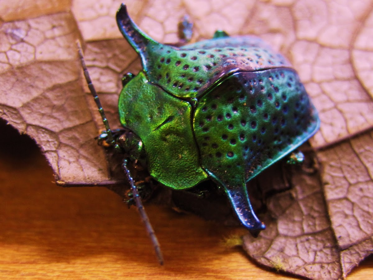 Emerald Beetle