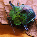 Emerald Beetle