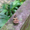 Log Cabin Case Moth