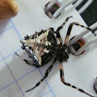 Araña espinosa