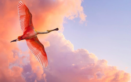 Graceful flamingo Wallpaper