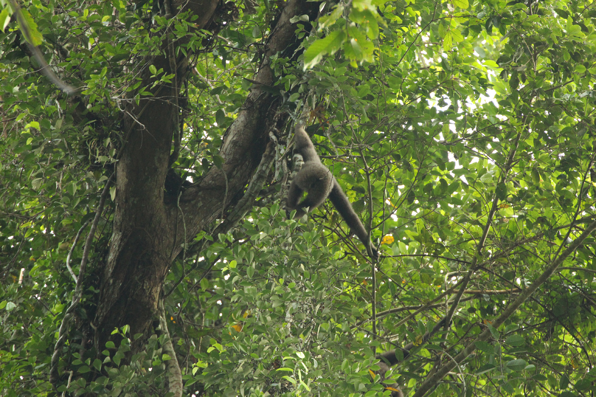Müller's Bornean gibbon