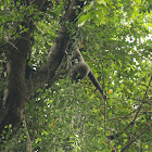 Müller's Bornean gibbon