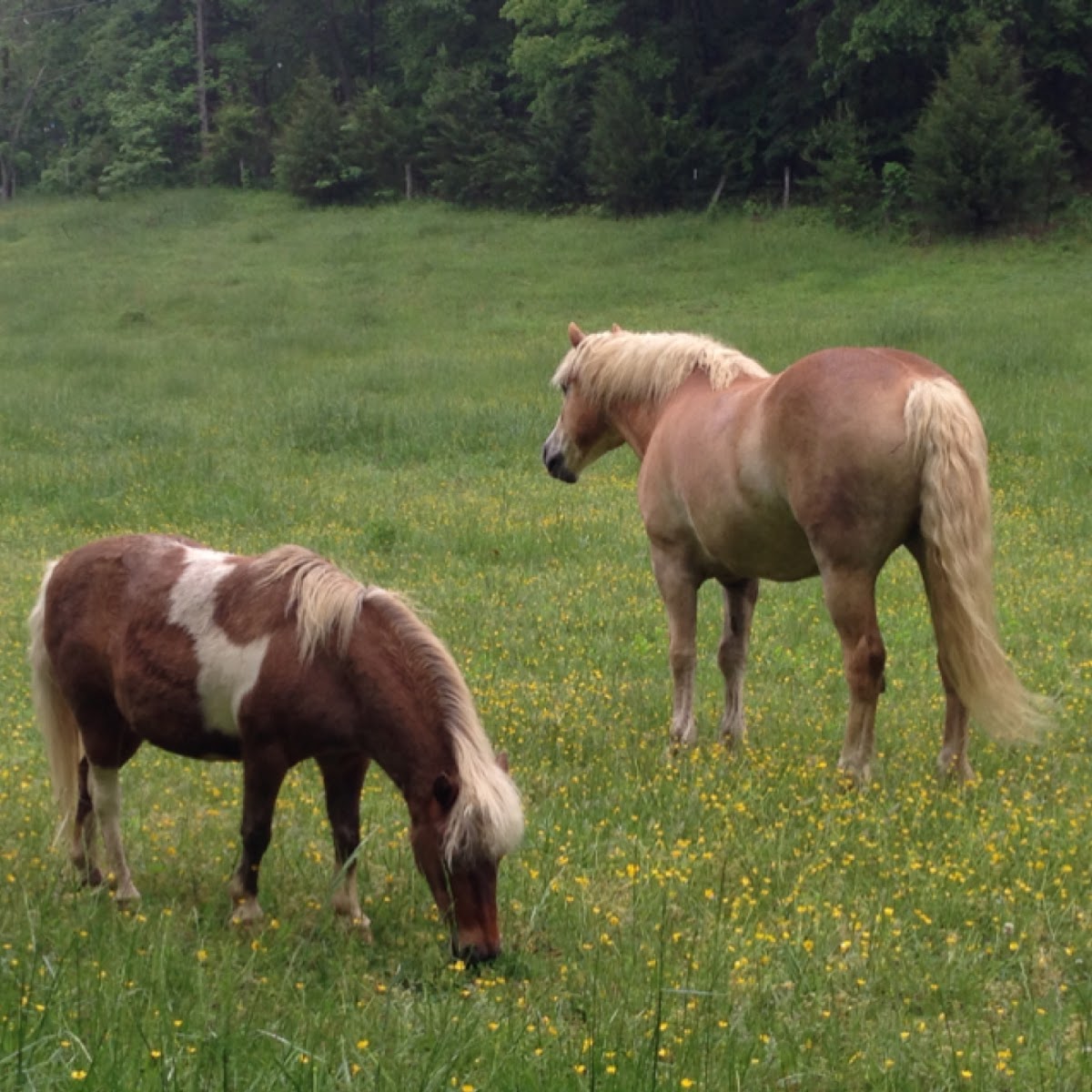 Miniature horse and Horse