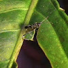 Mini-Ensign Wasp