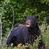 American Black bear