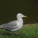 Gaviota Patiamarilla (ES) Gaivota Patiamarela (Gal) Yellow-legged Gull (EN)