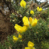 gorse