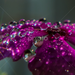 WATER DEW  by Raj Nandi - Nature Up Close Water