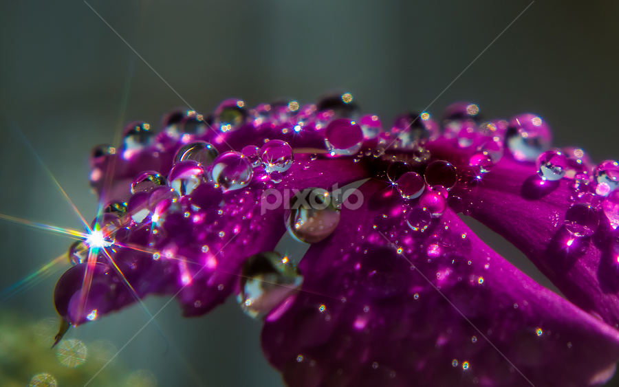 WATER DEW  by Raj Nandi - Nature Up Close Water