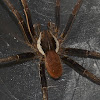 Wandering Spider-Female